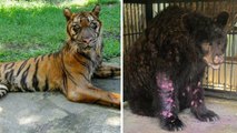 Le ''Zoo de la Mort'' : au coeur du zoo où les animaux sont les plus maltraités au monde
