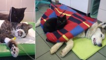 Le chat Radamenes remercie ses sauveurs en soignant les animaux blessés d'un refuge en Pologne
