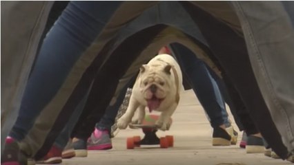 Ce chien a un talent des plus inattendus : il sait faire du skateboard