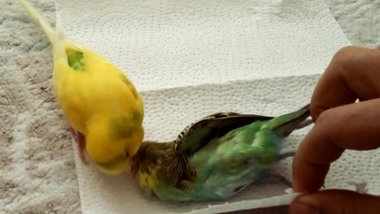 Cette perruche ne veut pas laisser partir sa compagne et se met à pleurer