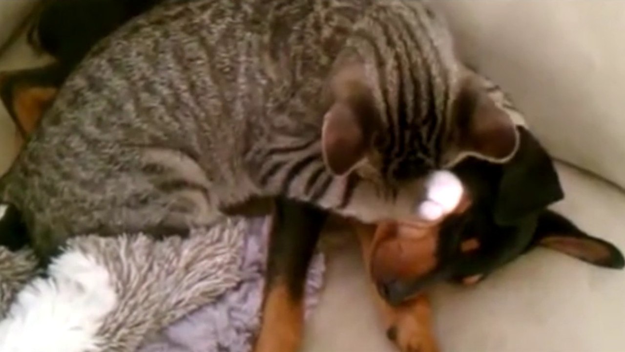 Quand ce chien rentre de sa visite chez le vétérinaire, ce chat a une réaction surprenante...