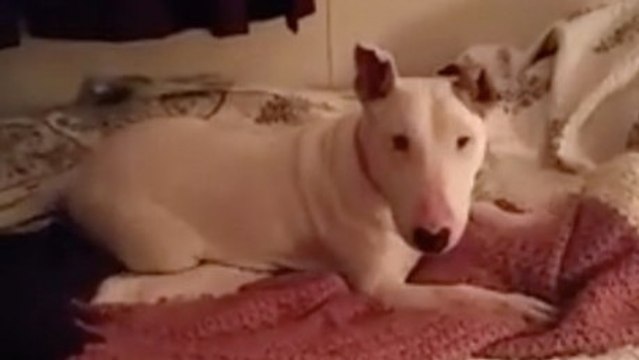 Ce chien monte sur le lit de ses maîtres pour la toute première fois