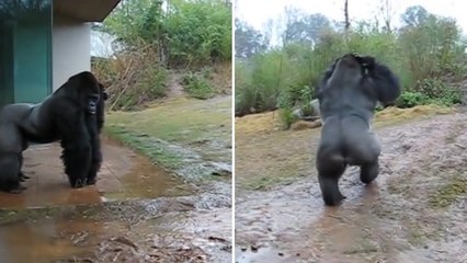 La drôle de réaction d'un gorille sous la pluie