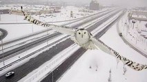 Une caméra de surveillance a capturé les images majestueuses d'une chouette des neiges en plein vol