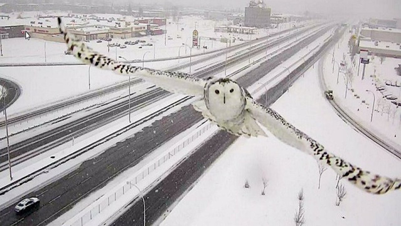 Une caméra de surveillance a capturé les images majestueuses d'une chouette des neiges en plein vol