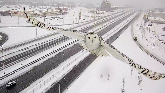 Une caméra de surveillance a capturé les images majestueuses d'une chouette des neiges en plein vol
