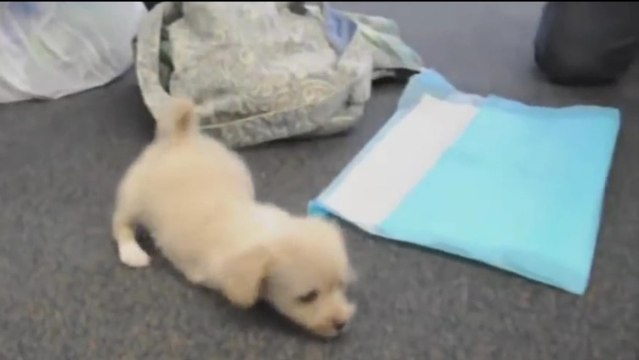 Né sans pattes avant, ce chien apprend à marcher sur des roulettes grâce à ses maîtres