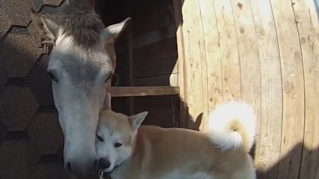 Ce chien et ce cheval s'aiment. Le bisou qu'ils se font en est la preuve !