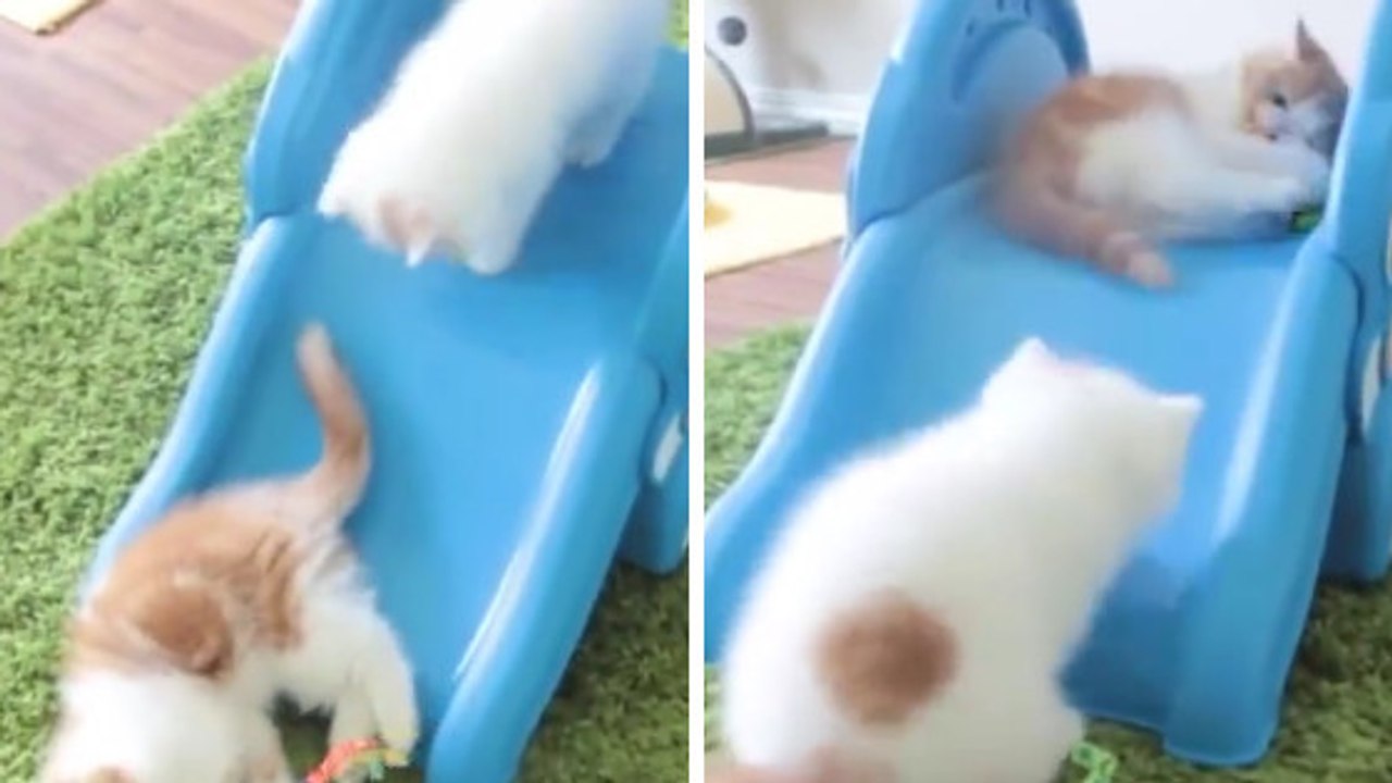 Ces chatons glissent comme des petits fous sur le toboggan !