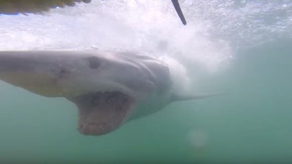 Ces plongeurs ne s'attendaient pas du tout à une telle attaque de requin