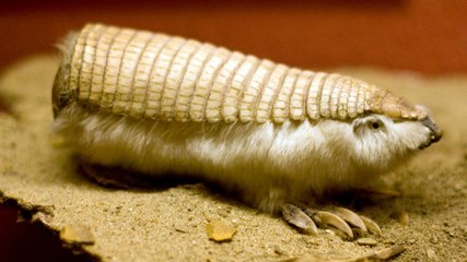 Ce tatou tronqué est surpris en train de creuser son trou