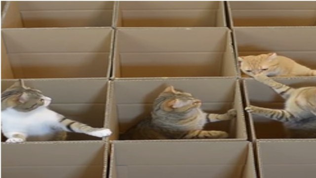 Avec des boîtes en carton, cet homme a crée un paradis pour chats !