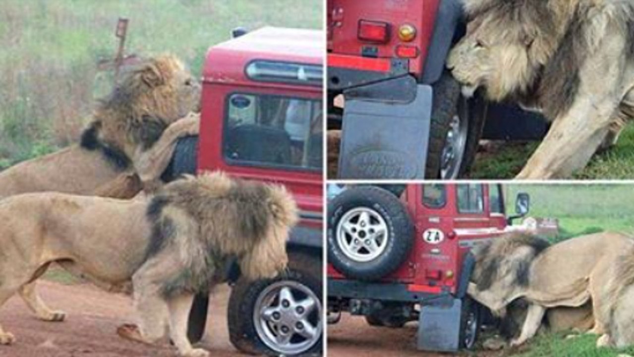Des touristes terrifiés observent des lions dévorer un des pneus de leur véhicule lors d’un safari en Tanzanie
