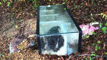 Deux chiots retrouvés dans un aquarium scellé avec du ciment