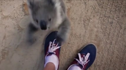 Ce bébé koala veut faire un câlin à son cameraman préféré