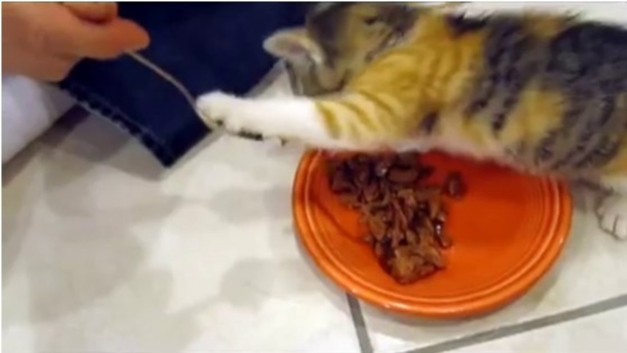 Ce chaton devient terrifiant quand il protège sa pâtée !