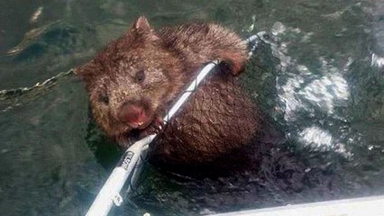 Un petit wombat sauvé de la noyade par le courage d'un pêcheur