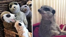 Cet adorable suricate s'endort au milieu de peluches suricates !