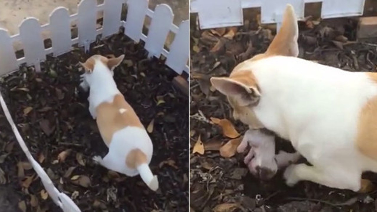 Thaïlande : un chihuahua enterre son chiot décédé