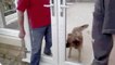 Un chien ne veut pas passer à travers une porte sans vitre