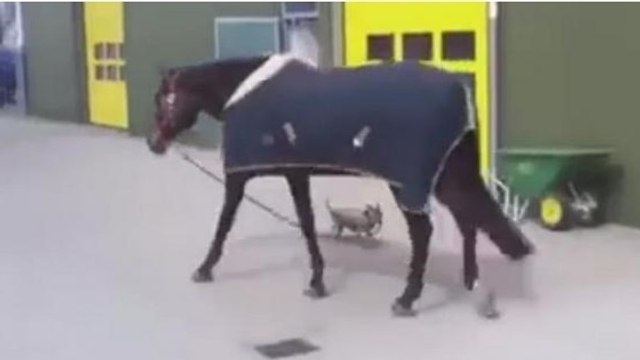 Ce chien conduit un cheval en laisse !