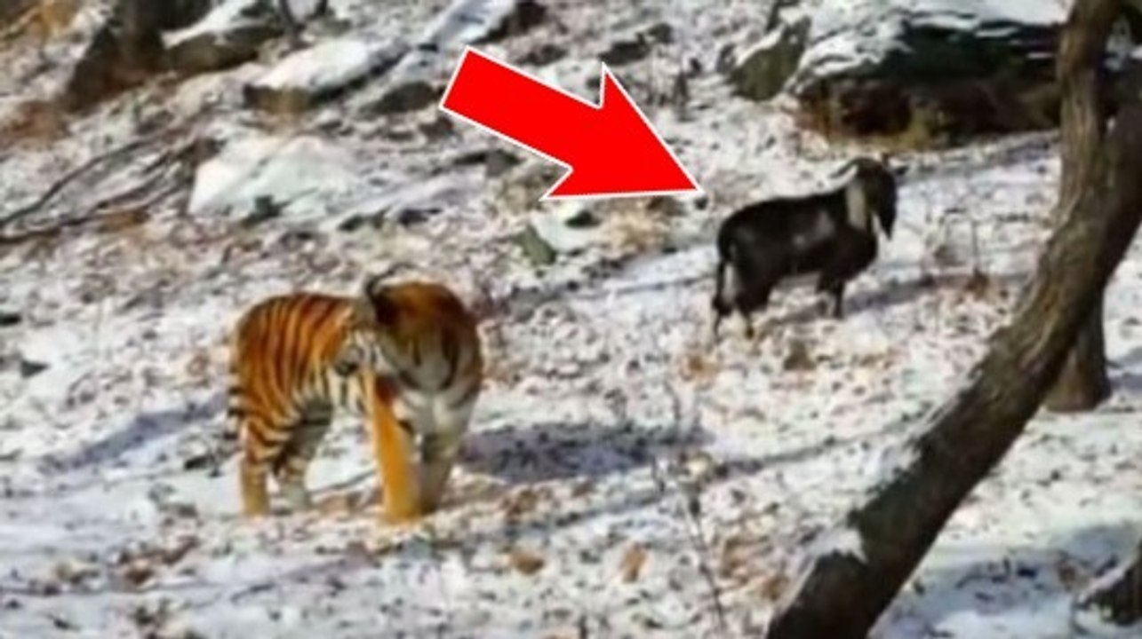 Le tigre Amur refuse de manger une chèvre, et ils deviennent amis