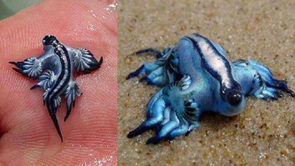 Glaucus Atlanticus, une étrange créature aquatique découverte en Australie