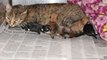 Une maman chat adopte 4 bébés chiots orphelins et leur sauve la vie