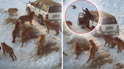 Des tigres affamés s'approchent un peu trop près de sa voiture