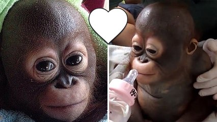 Maltraité depuis l'enfance, ce bébé orang-outan a beaucoup changé grâce à une association !