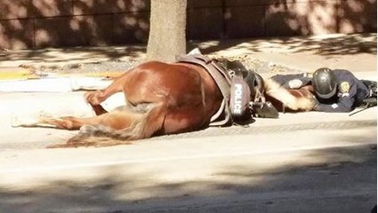 Le geste magnifique d'un policier pour le dernier souffle de son cheval