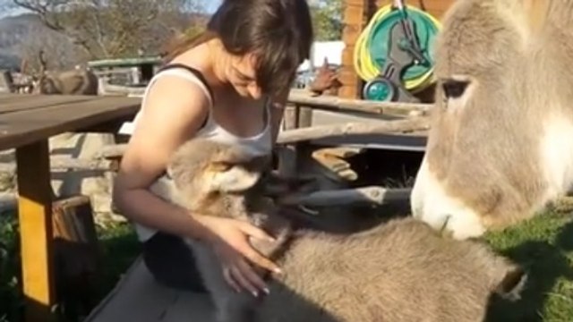 Cet ânon adore faire des câlins à cette jeune femme