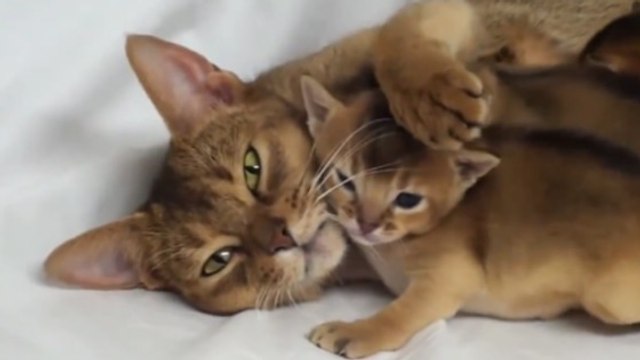 Cette famille de chats abyssins adore faire des câlins