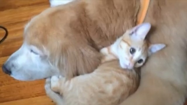 Ce chien et ce chat sont les meilleurs amis du monde