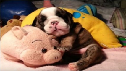 Ce petit bouledogue passe la meilleure sieste de sa vie