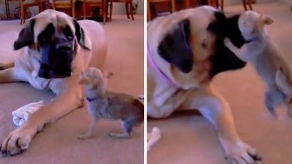 Ce petit chihuahua embête ce grand mastiff pour le faire réagir... ce qui ne loupe pas !
