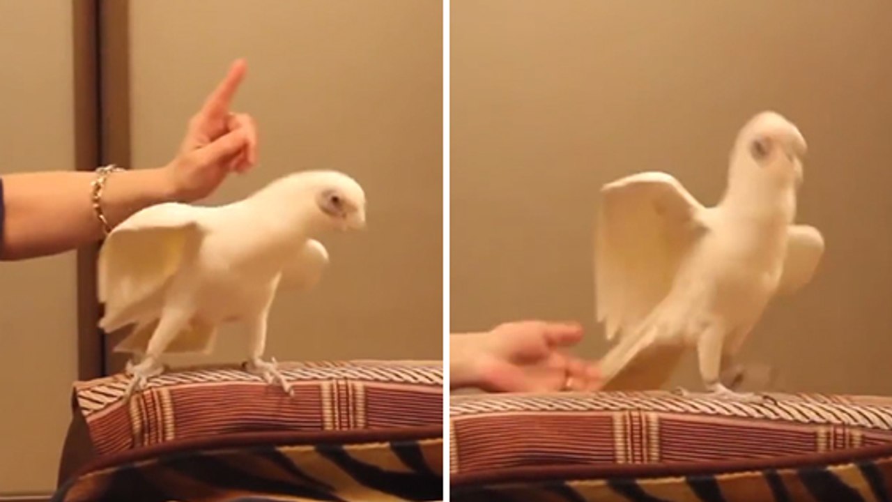 Ce perroquet fan de musique classique fait une très belle danse