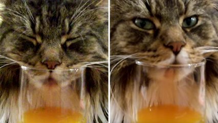Un chat ronfle dans un verre de jus d'orange
