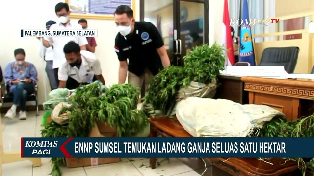 Ladang Ganja Seluas 1 Hektar Ditemukan di Area Kebun Kopi, 1.500 Batang Ganja Disita