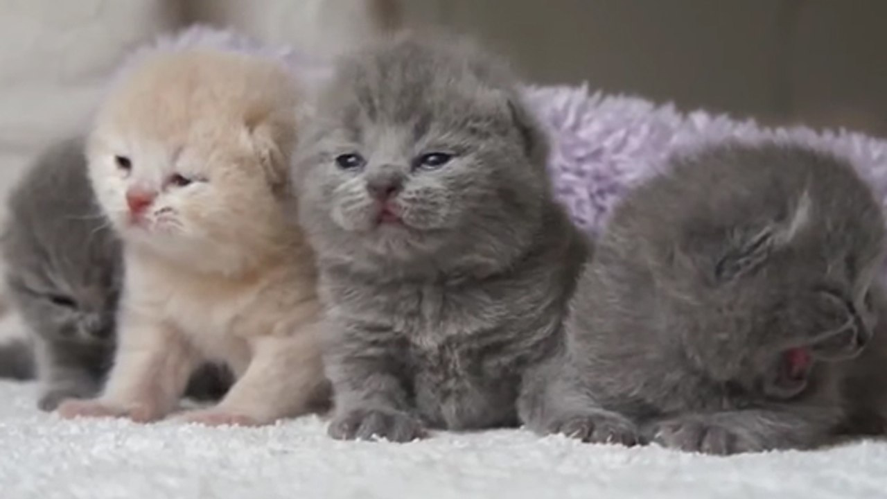 Ces 4 bébés chatons font un numéro de charme à...