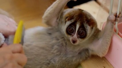 La réaction adorable d'un lémurien quand son maître brosse ses poils