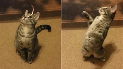 Comment réagit un chat lorsqu'il découvre qu'il s'est mis une étiquette sur le front ?