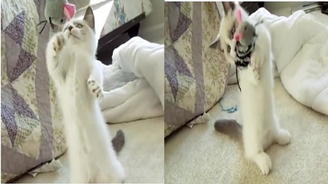La drôle de réaction d'un chat face à une peluche souris