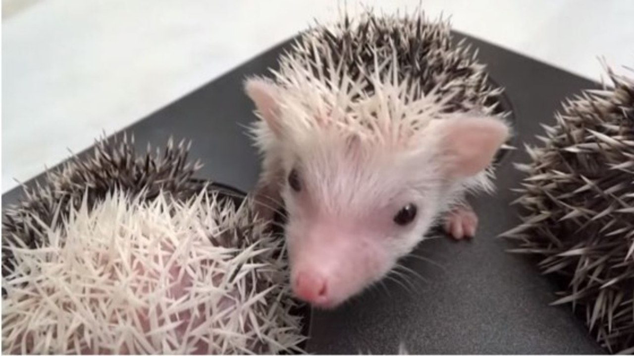 Abandonnés dans un jardin, ces bébés hérissons ont trouvé une nouvelle maison