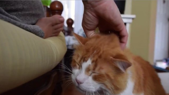 Ce chat émet un ronronnement unique au monde !