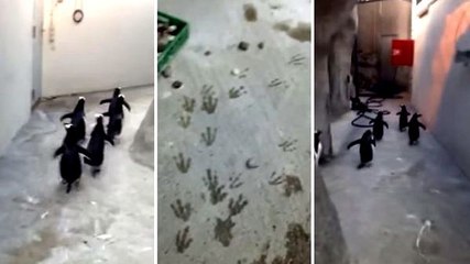 Ces pingouins fuient leur captivité le plus vite possible