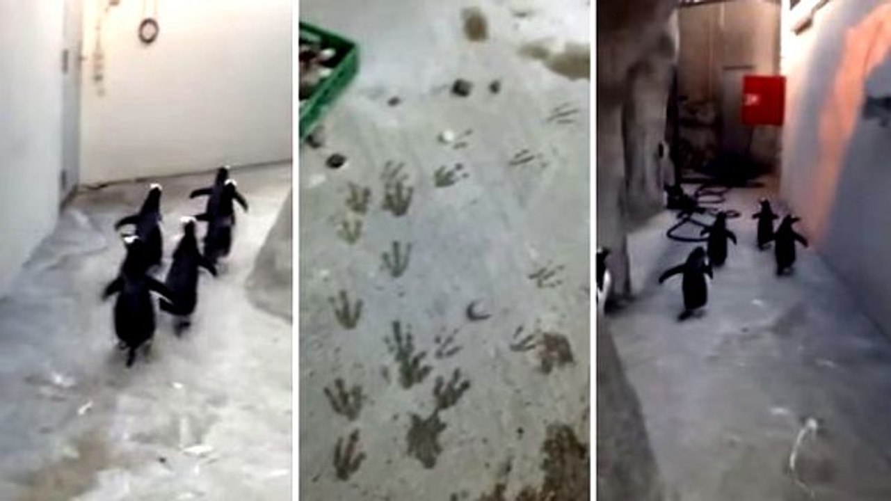 Ces pingouins fuient leur captivité le plus vite possible