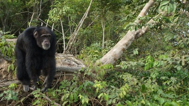 Ce chimpanzé revoit des humains pour la première fois après avoir été abandonné il y a 30 ans sur une île déserte