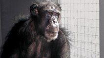 Les Etats-Unis renoncent aux tests sur les chimpanzés