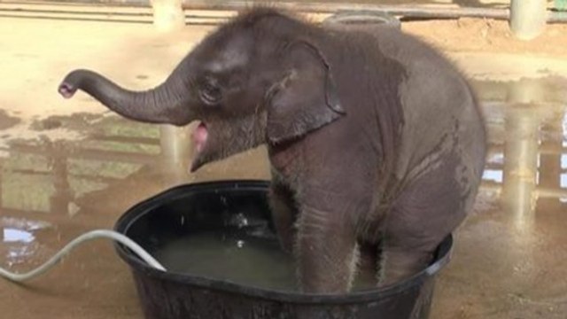 Cet éléphanteau s'amuse comme un petit fou dans son bain